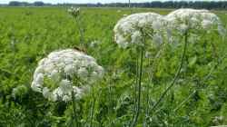 Blühende Möhren im Blumenbeet