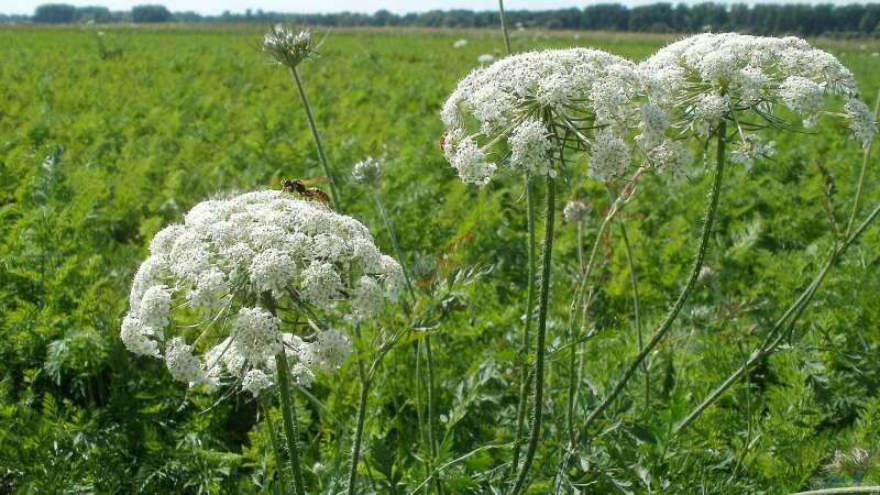 Blühende Möhren im Blumenbeet