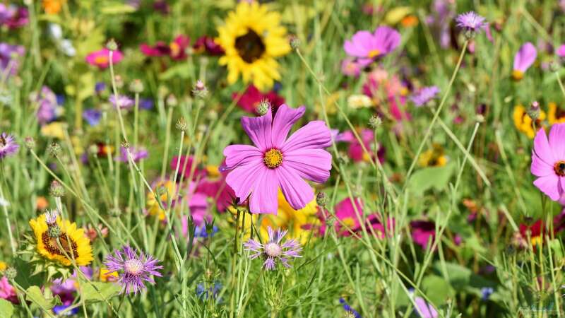 Die Blumenwiese: Welche Pflege ist nötig?