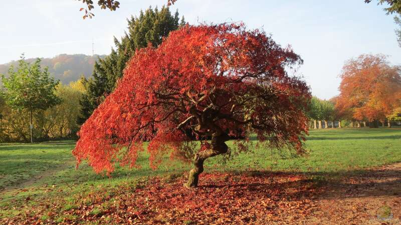 Kleines Grundstück: Welcher Baum ist geeignet?