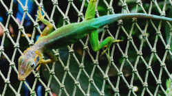 Anolis marmoratus: Tragende Rolle in Death in Paradise