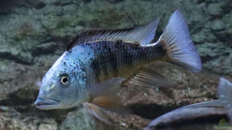 Sandtaucher und Folgerfische aus dem Malawisee: Rückschlüsse für die Aquarienhaltung