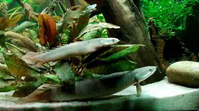 Flösselhechte: Urtümliche Fische im Aquarium halten