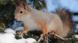 Europäische Eichhörnchen im Winter: So überstehen sie die kalte Jahreszeit