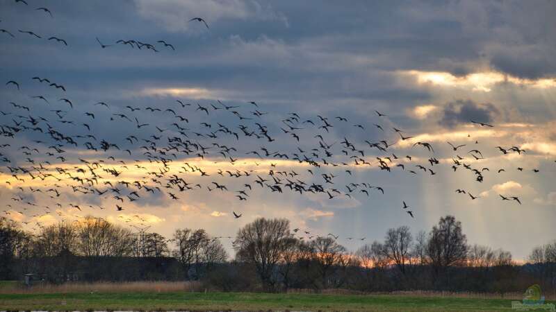 Zugvögel und Standvögel in Deutschland: Wer bleibt und wer zieht?