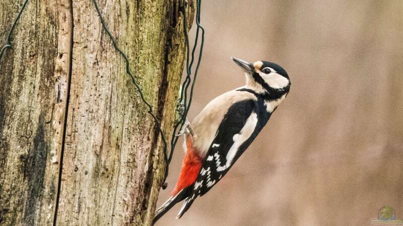 Spechte in Deutschland – Arten, Lebensräume und ihre Bedeutung im Garten