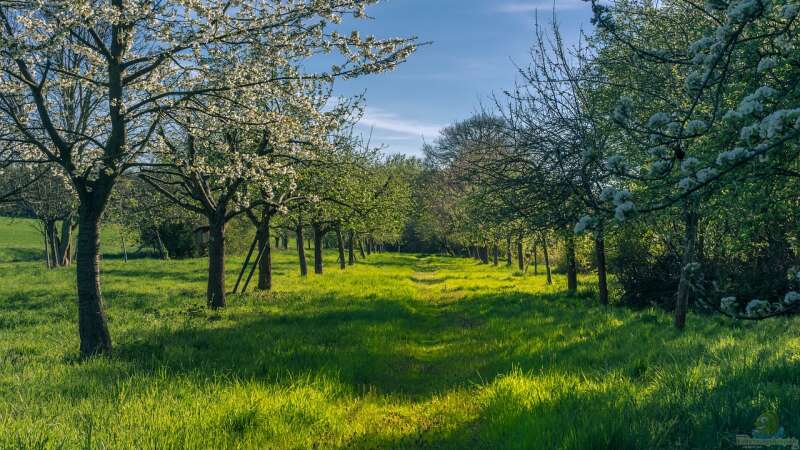 Die Streuobstwiese: Ein besonders nachhaltiges Biotop