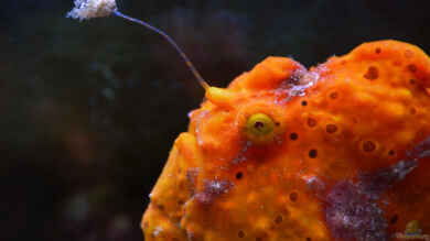 Anglerfische: Eine echte Herausforderung für Meerwasseraquarianer