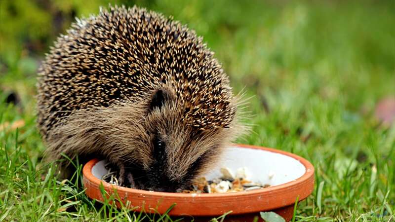 Ab wann Igel im Herbst nicht mehr gefüttert werden sollten