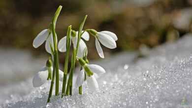 Jetzt an den Frühling denken: Pflanzzeit für Frühblüher