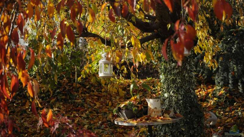 Herbst im Garten – Was jetzt NICHT zu tun ist