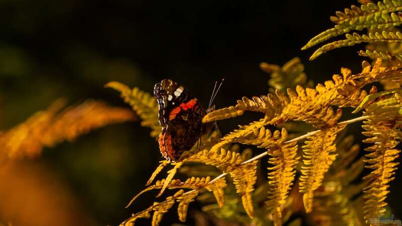 Winterschlaf oder Wanderfalter? So überwintern Schmetterlinge