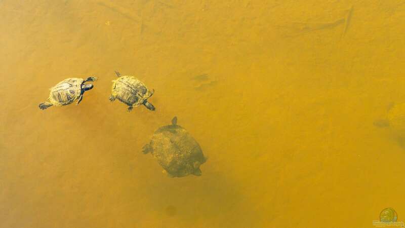 Biologische Teichschlamm-Entfernung: Funktion, Nutzen und mögliche Risiken für die Wasserqualität und Teichlebewesen