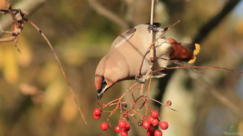 Wintergäste im Garten: Vögel, die aus dem Norden zu uns ziehen