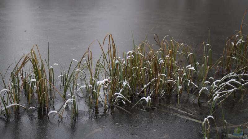 Gartenteich: Checkliste vor dem Wintereinbruch