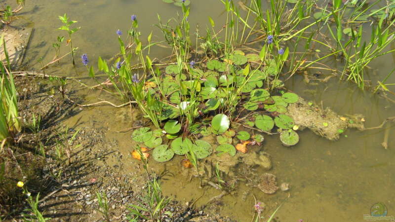 Die Flachwasserzone im Teich: Bedeutung, Gestaltung und Pflege