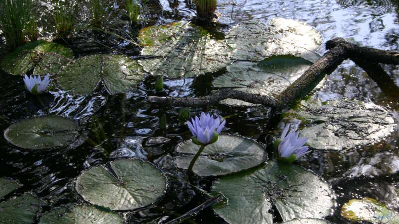 Wie Wasserpflanzen die Wasserqualität in Aquarien und Gartenteichen verbessern