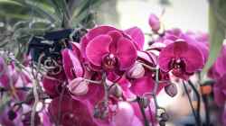 Orchideen im Winter