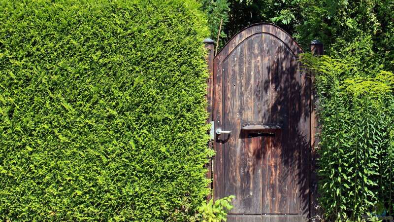 Die besten Gartenpflanzen für Sichtschutz: Ideen für Garten und Terrasse