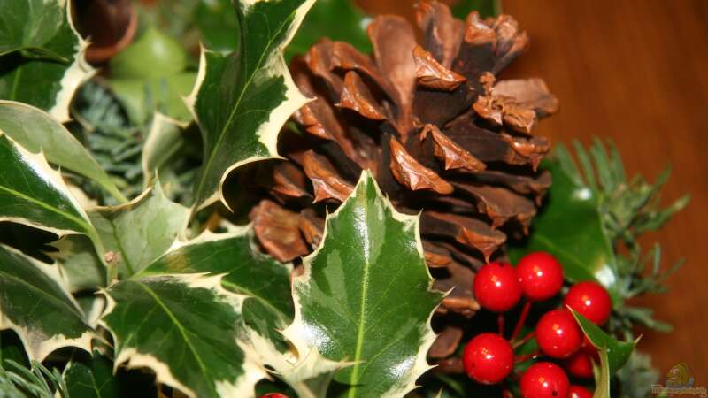 Die Stechpalme – Symbol der Weihnacht und traditionsreiche Zierpflanze