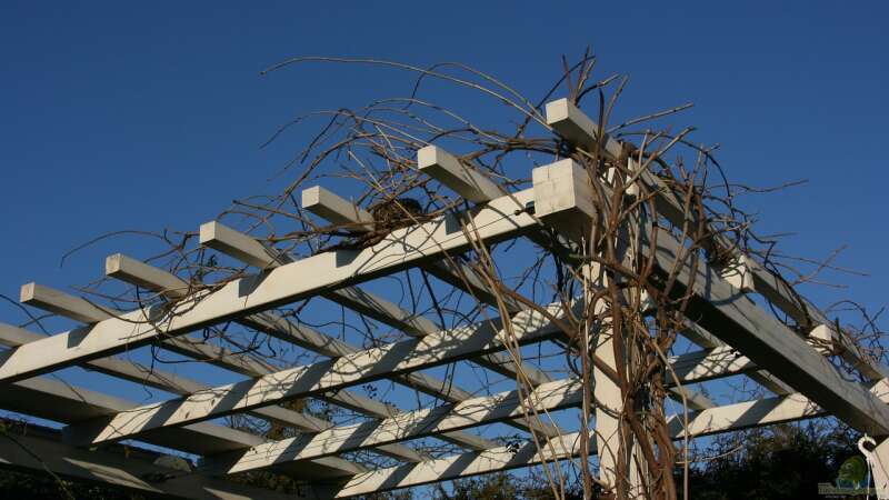 Pergola: Wohnraum im Garten