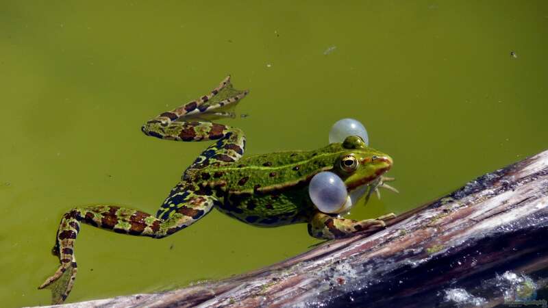 Wildtiere am Gartenteich beobachten: Ein naturnahes Erlebnis