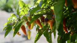 Chilis im eigenen Garten selbst anbauen