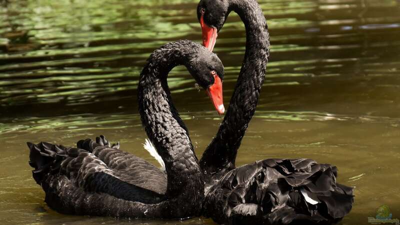 Schwäne und Königshäuser – Eleganz auf den Gewässern der Monarchie