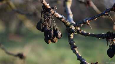 Obstbäume im Klimawandel