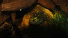 Laetacara dorsiger Laetacara dorsiger