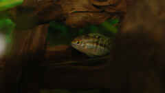 Laetacara dorsiger Laetacara dorsiger