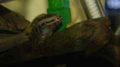 Laetacara dorsiger Laetacara dorsiger