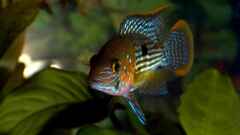 Andinoacara rivulatus Andinoacara rivulatus