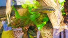 Pelvicachromis taeniatus "Moliwe" Pelvicachromis taeniatus "Moliwe"