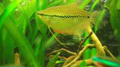 Trichopodus "Trichogaster" Leeri Trichopodus "Trichogaster" Leeri