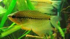 Trichopodus "Trichogaster" Leeri Trichopodus "Trichogaster" Leeri