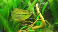 Trichopodus "Trichogaster" Leeri Trichopodus "Trichogaster" Leeri