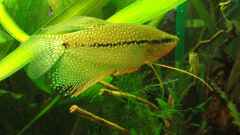 Trichopodus "Trichogaster" Leeri Trichopodus "Trichogaster" Leeri