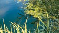 Der Artikel Algen im Teich abfischen: Was dabei zu beachten ist ist neu oder wurde geändert.