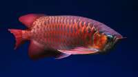 Der Artikel Knochenzüngler (Osteoglossiformes) im Aquarium und in der Natur - urzeitliche Fische mit faszinierender Biologie ist neu oder wurde geändert.