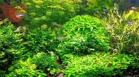 odin 68 hat das Aquarium mein kleines Amazonas Scape geändert.