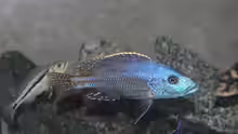 Nimbochromis fuscotaeniatus