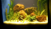 ...noch ein Bild von meinem neu eingerichteten Aquarium