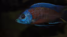 ><(((°> Copadichromis borleyi Kadango F1 Bock