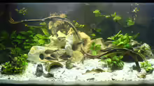 300 liter aquarium Tanganjika