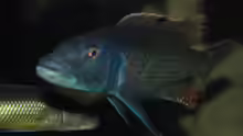 ><(((°> Champsochromis caeruleus Bock u Weibchen (ausgezogen)