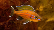 Paracyprichromis nigripinnis Chituta male