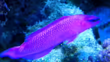 Pseudochromis fridmani