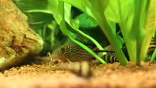 02.12.2013 - corydoras