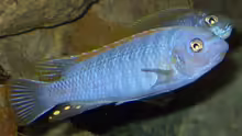 13.2.2010 Labeotropheus trewavasae , Chef